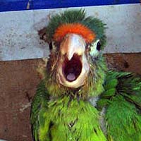 loud-parrot.jpg